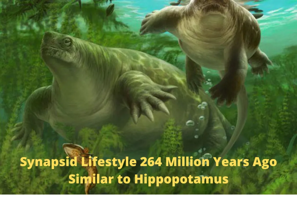Lifestyle 264 Million Years Ago Similar to Hippopotamus