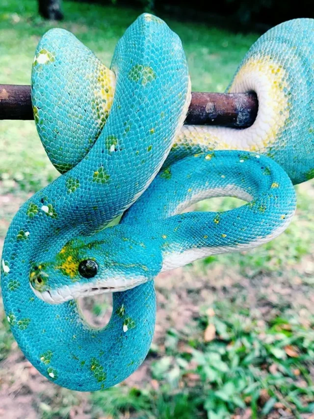 Blue Jaya Green Tree Python