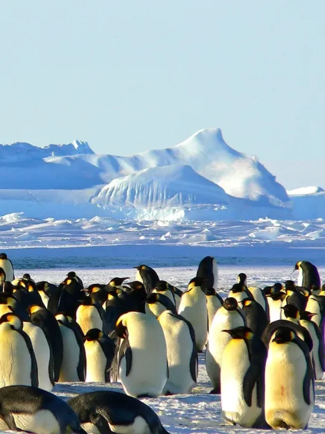 Who Controls Antarctica Mystery of the 7th Continent, emperor penguins.